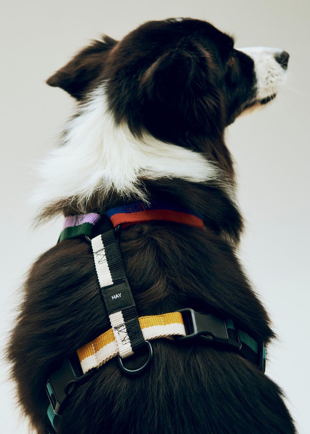 Ham HAY Dogs Mediu - Multicolor