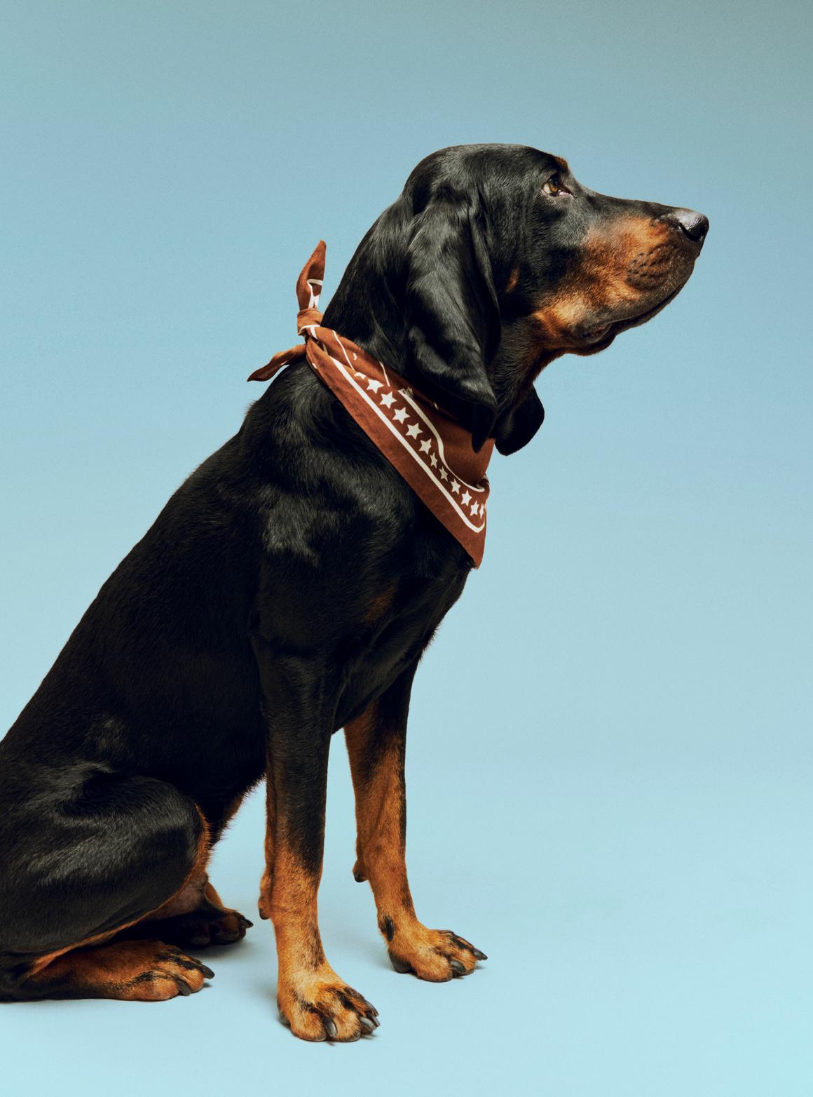 HAY Dogs Scarf (Recycled) - Brown