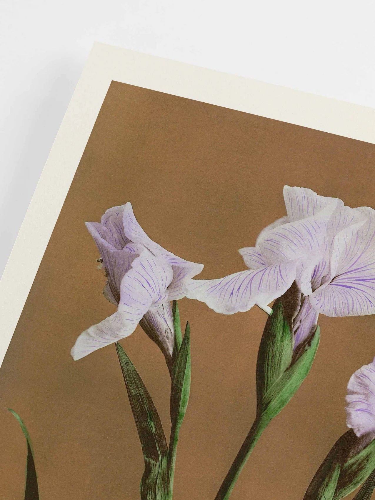 Iris Kæmpferi by Ogawa Kazumasa Poster