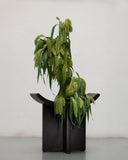 Brutus Stool - Coffee