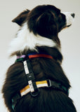 HAY Dogs Harness - Medium - Multi colour