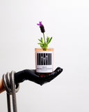 Wild Brooklyn Lavender Candle